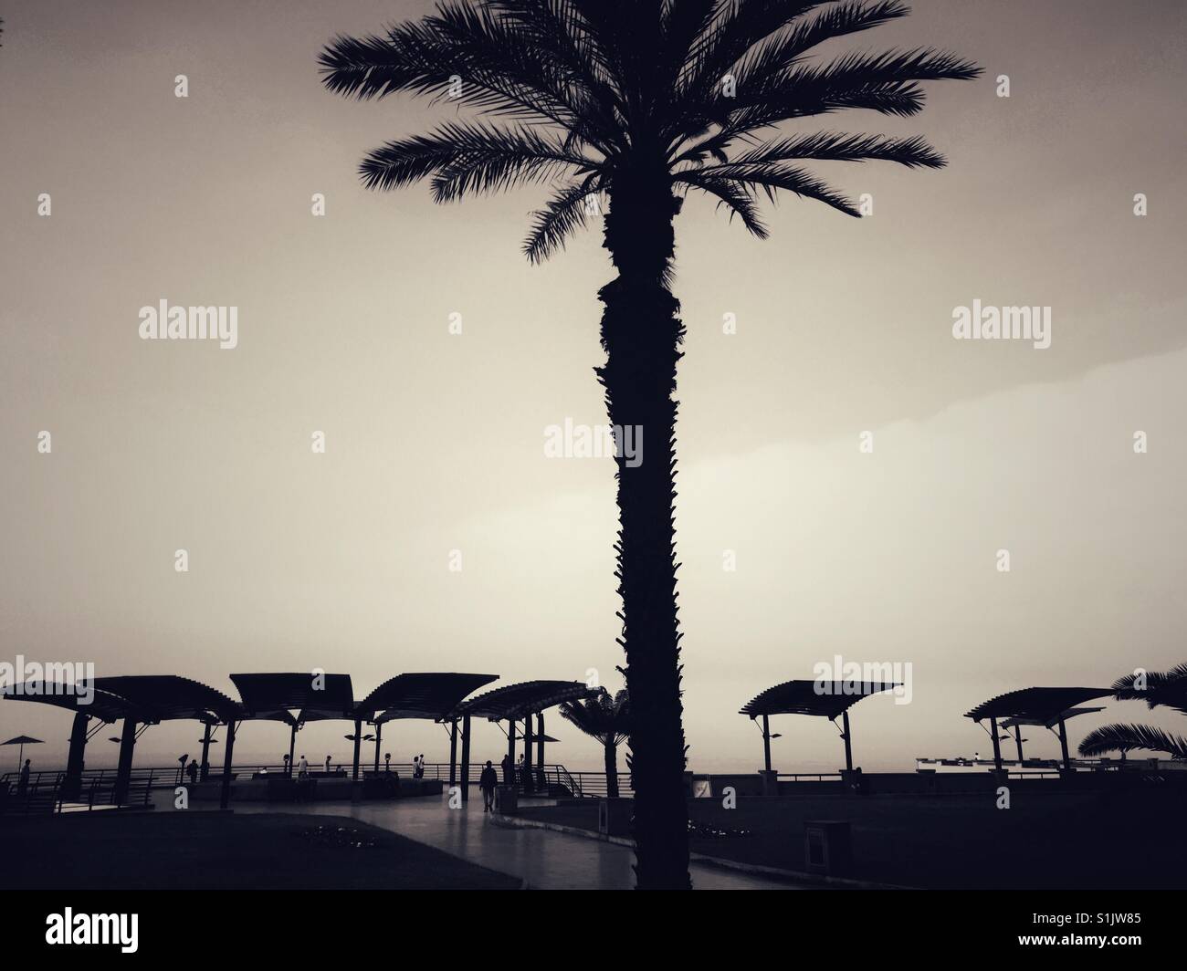 Architectural detail mimic palm tree on the ocean walkway in Lima, Peru - Smartphone Captured Stock Image