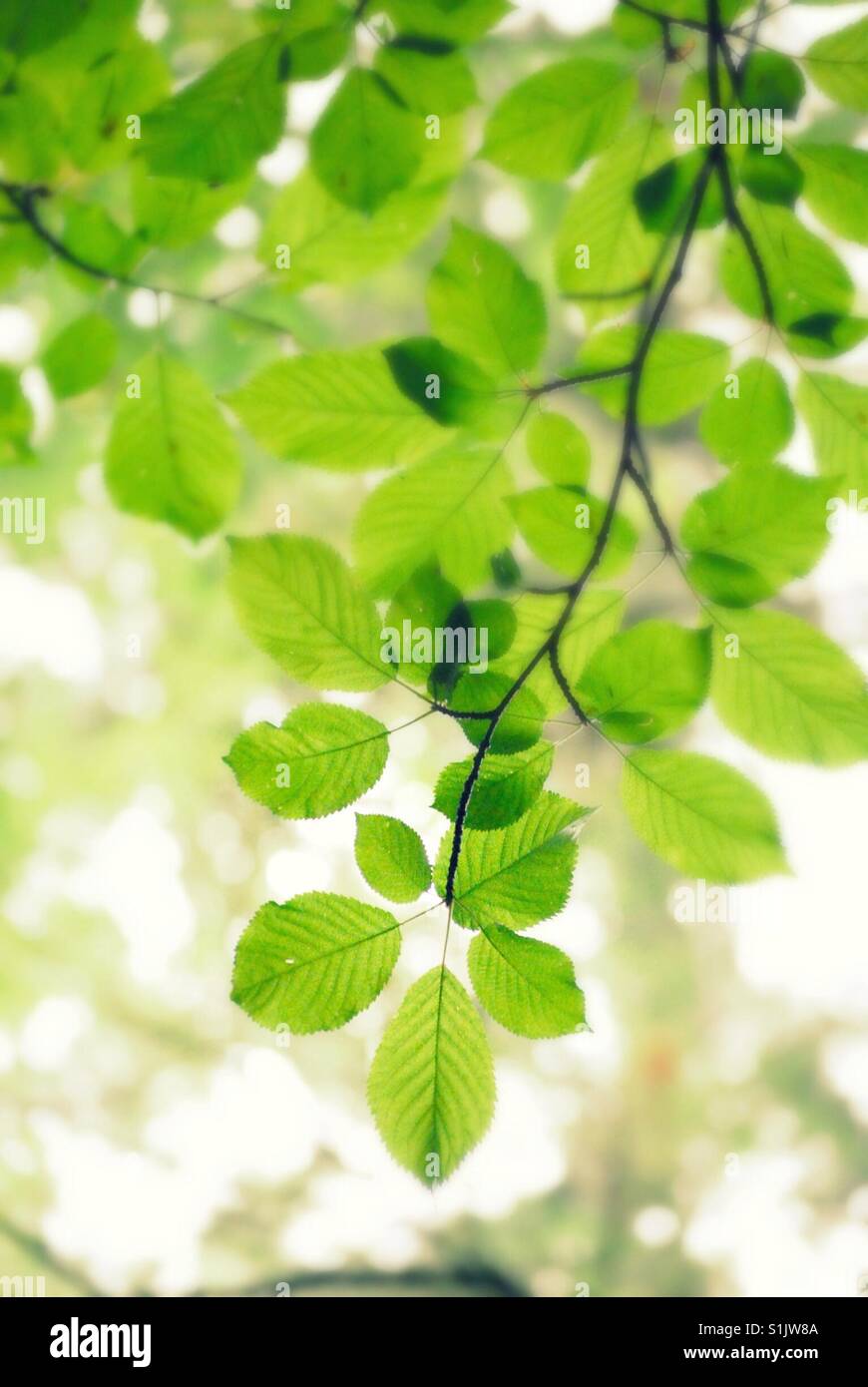 Tree branch summer Stock Photo - Alamy