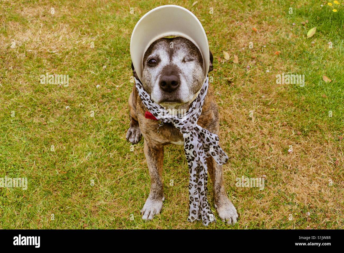 Staffie dog dressed up for summer Stock Photo Alamy