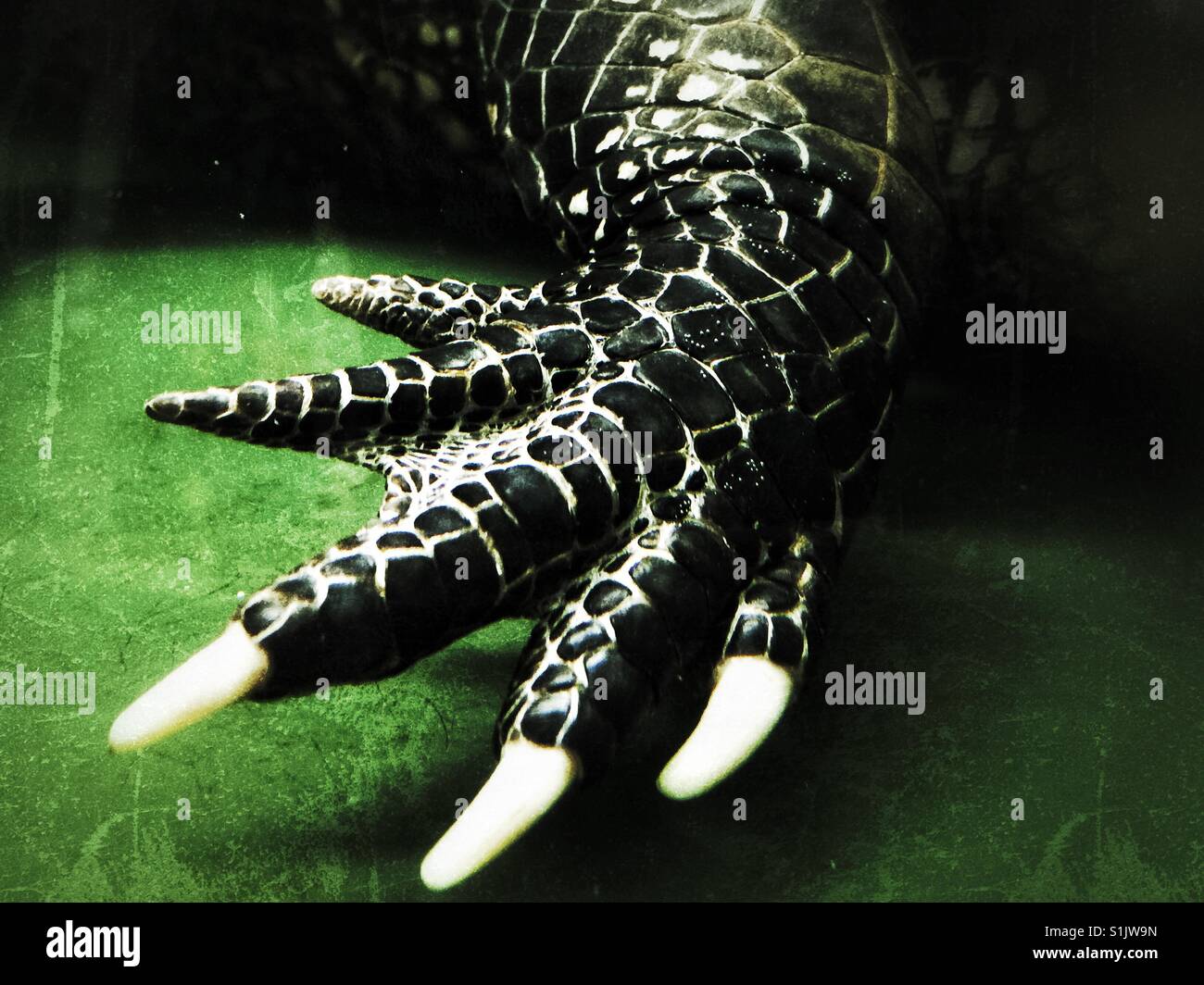 Reptile claw hi-res stock photography and images - Alamy