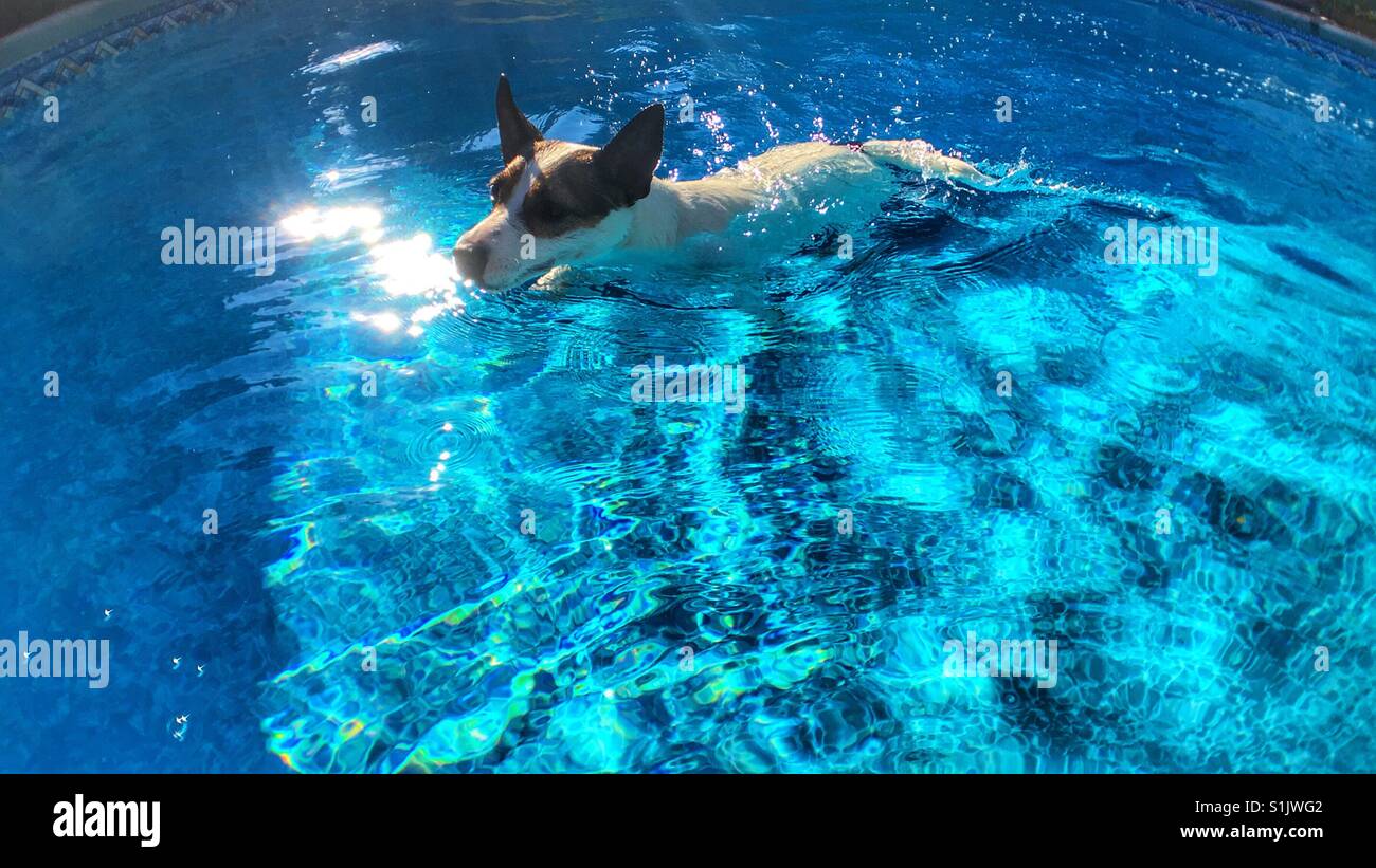 Dog swimming in an outdoor swimming pool on a hot sunny day. - Smartphone Captured Stock Image