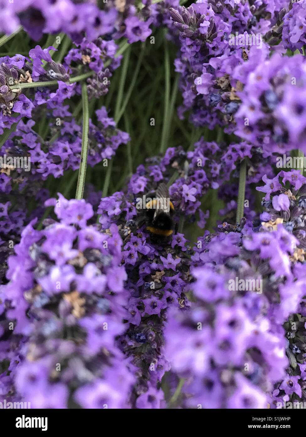 Bumblebee In Lavender S1JWHP 