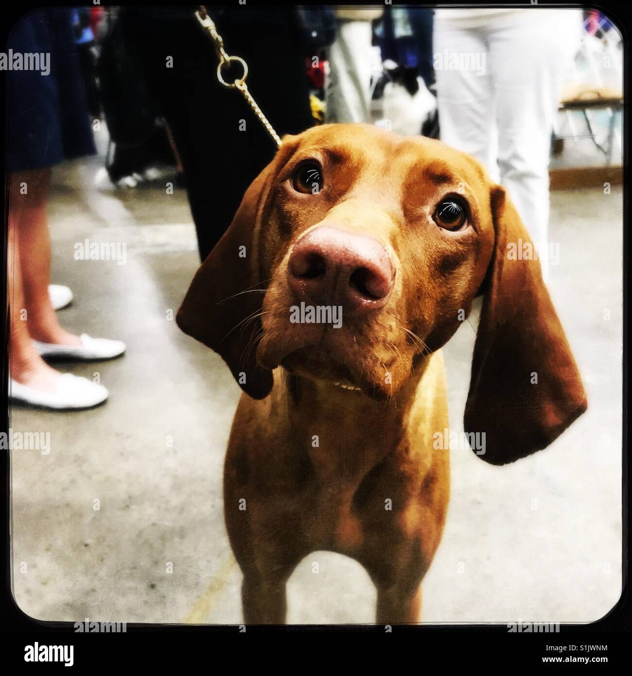 Curious Vizsla at dog show - Smartphone Captured Stock Image