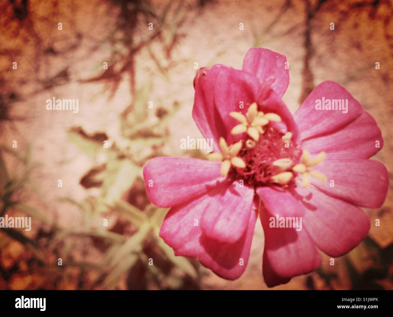Cosmo pollinization Stock Photo