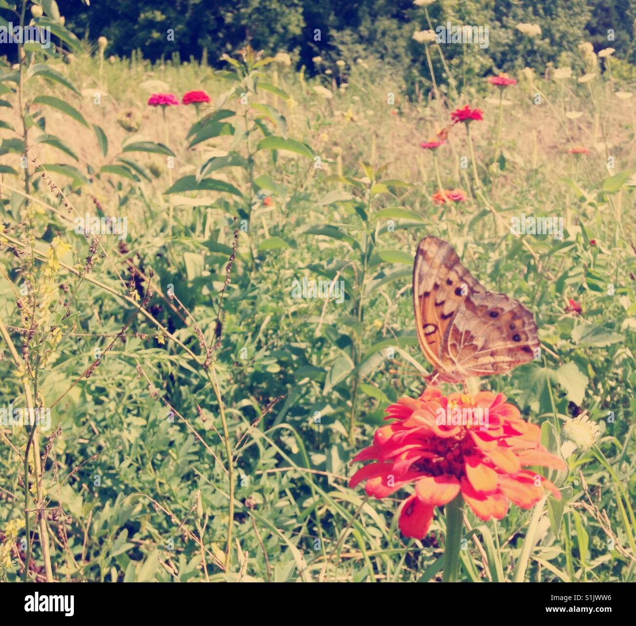 Butterfly blossom hi-res stock photography and images - Alamy