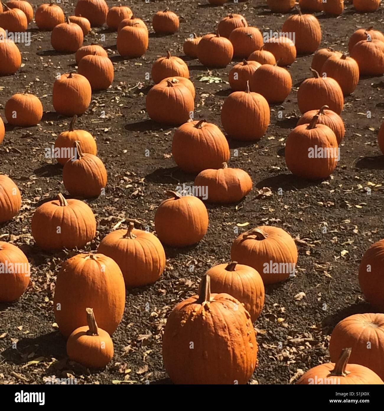 Stylish pumpkin patch Stock Photo