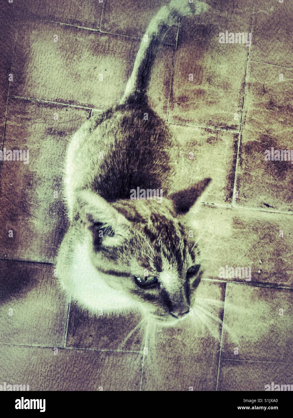 Cat, high angle view - Smartphone Captured Stock Image