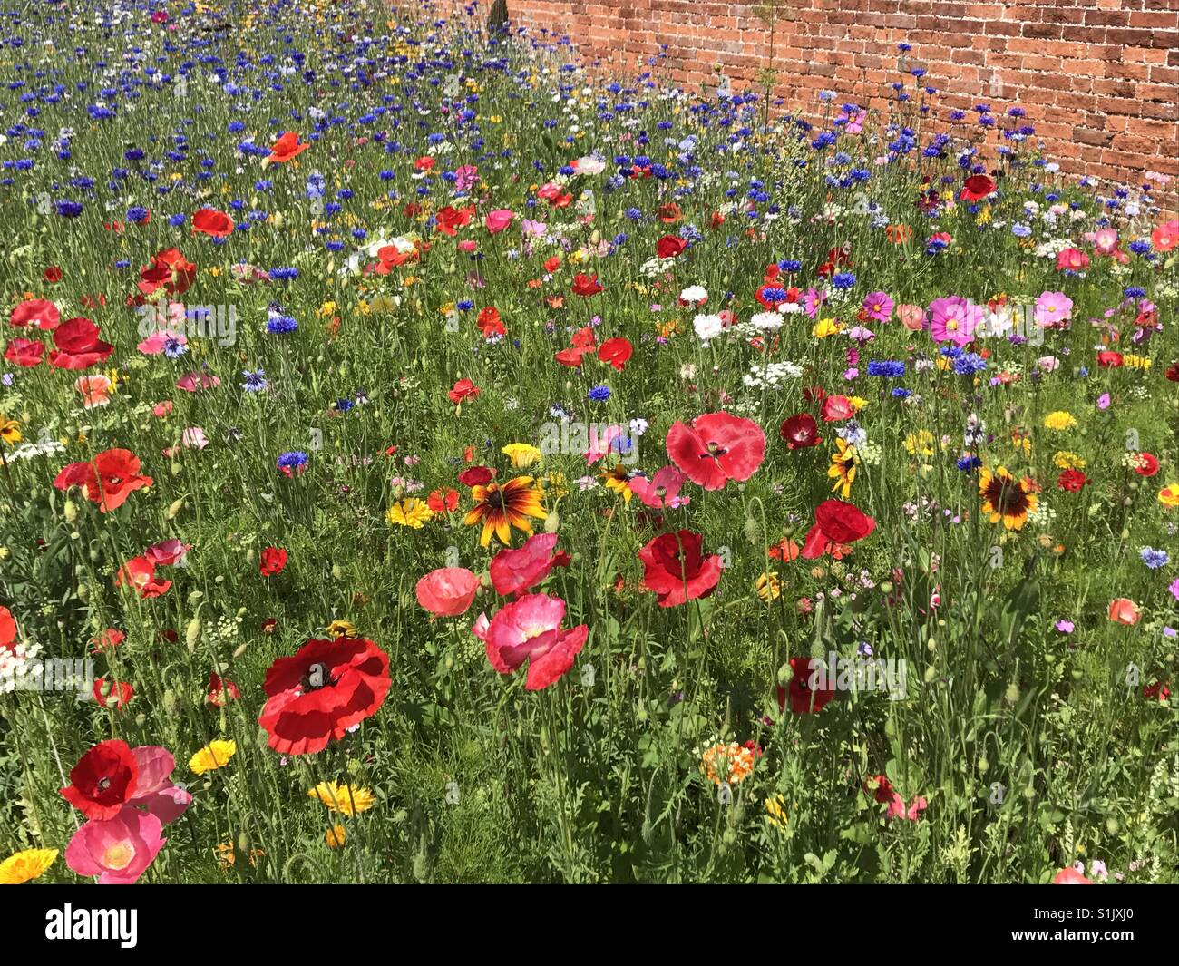 Colourful wild flower meadow and walled garden Stock Photo