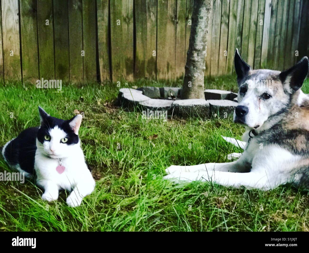 mans-best-friend-and-a-cat-stock-photo-alamy