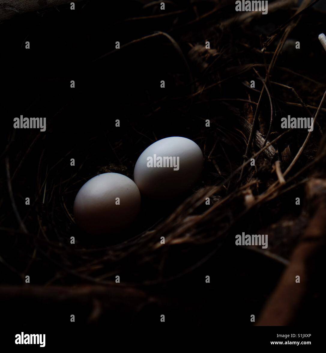 Spotted dove eggs Stock Photo Alamy