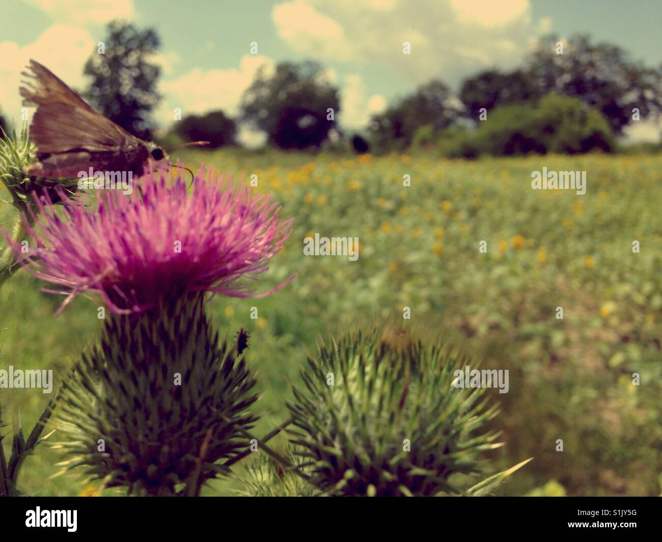 Moth on thistle blossom by sunflower field in NC - Smartphone Captured Stock Image