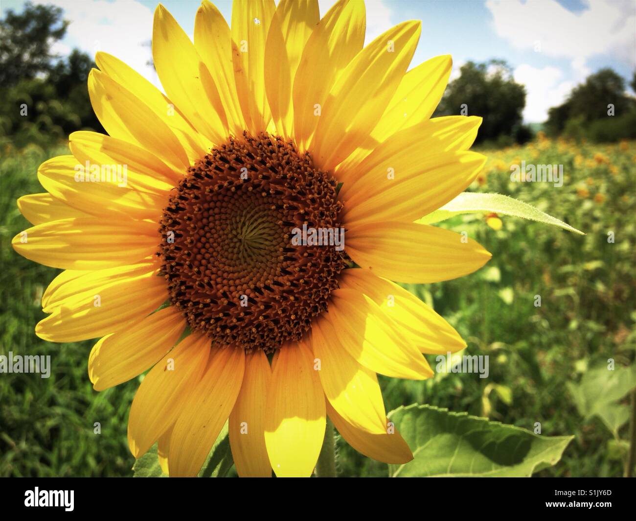 Textured sunflower petals in North Carolina field Stock Photo Alamy