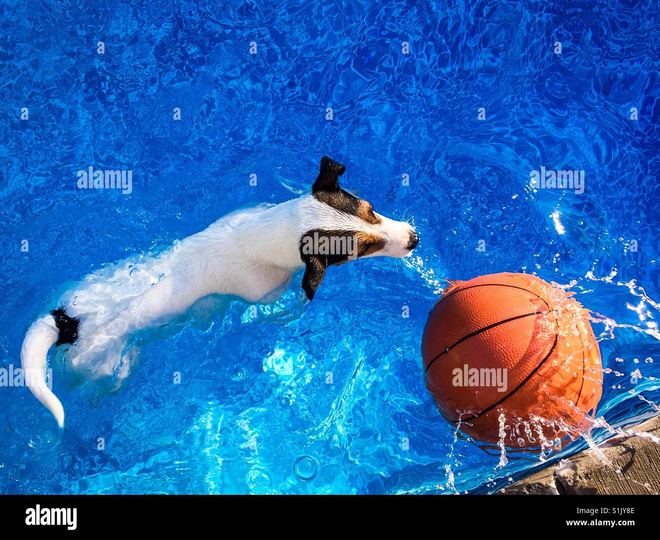 Dog swimming towards basketball that just fell into swimming pool, splashing up water. Shot from above. - Smartphone Captured Stock Image