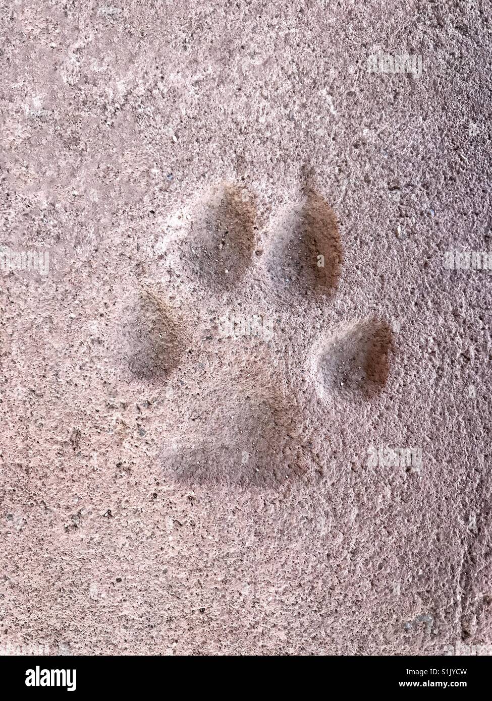 Dog paw mark in a concrete ground Stock Photo Alamy