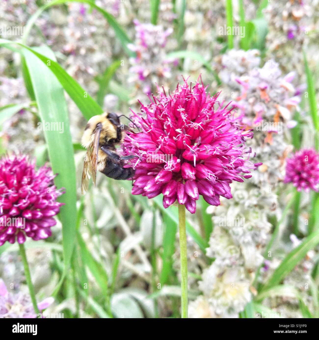 A bee pollinating a pink flower. - Smartphone Captured Stock Image