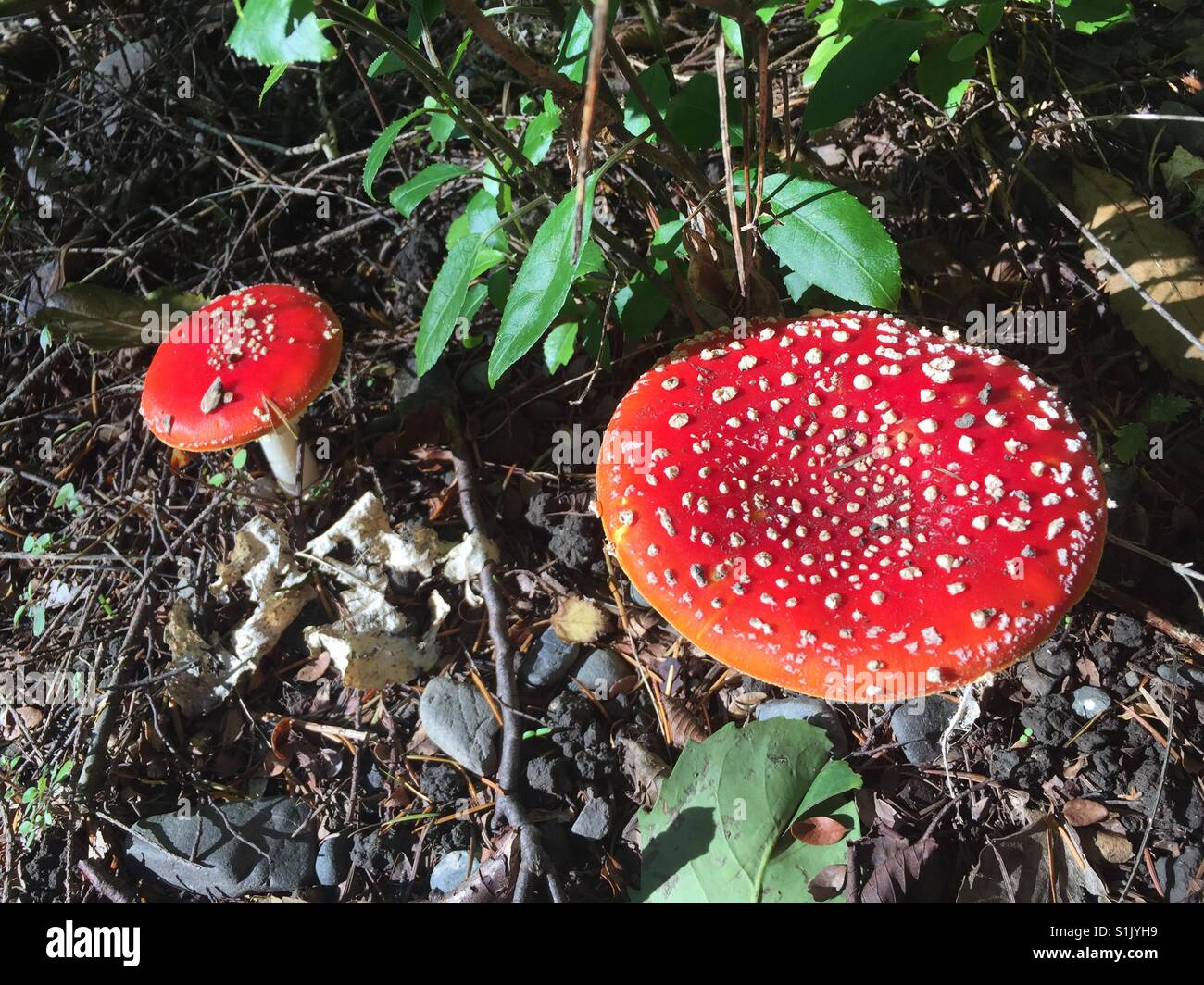 Red mushrooms hires stock photography and images Alamy