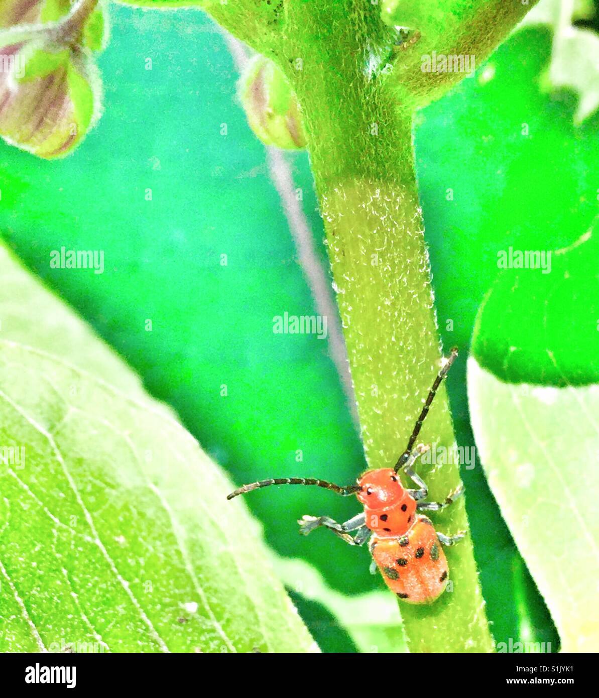 Tiny red beetle among the flowers. - Smartphone Captured Stock Image