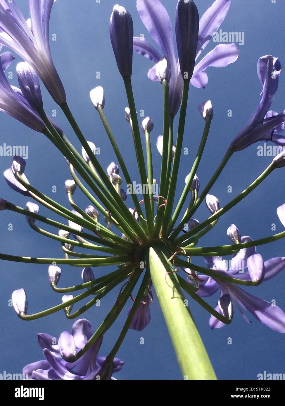 Agapanthus in my garden - Smartphone Captured Stock Image