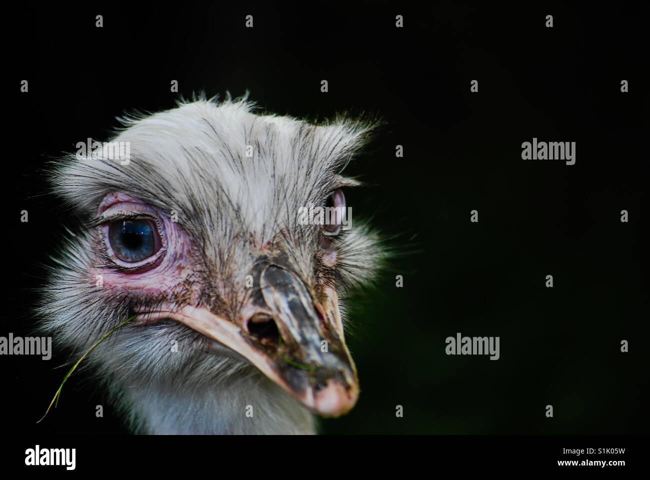 Nandu bird Stock Photo