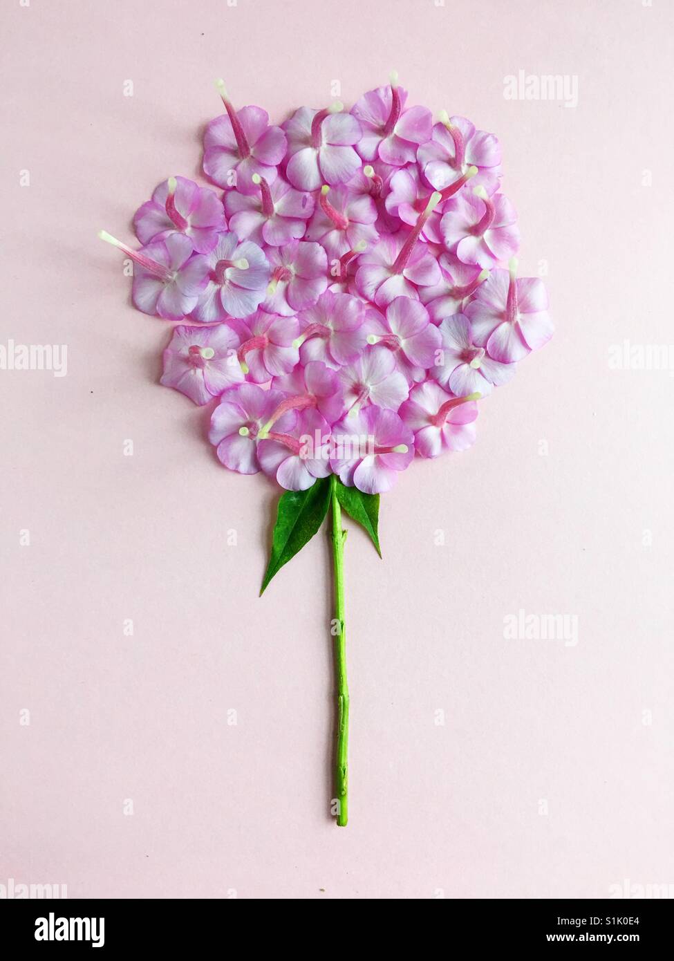 Phlox flower, deconstructed and reimagined. Stock Photo