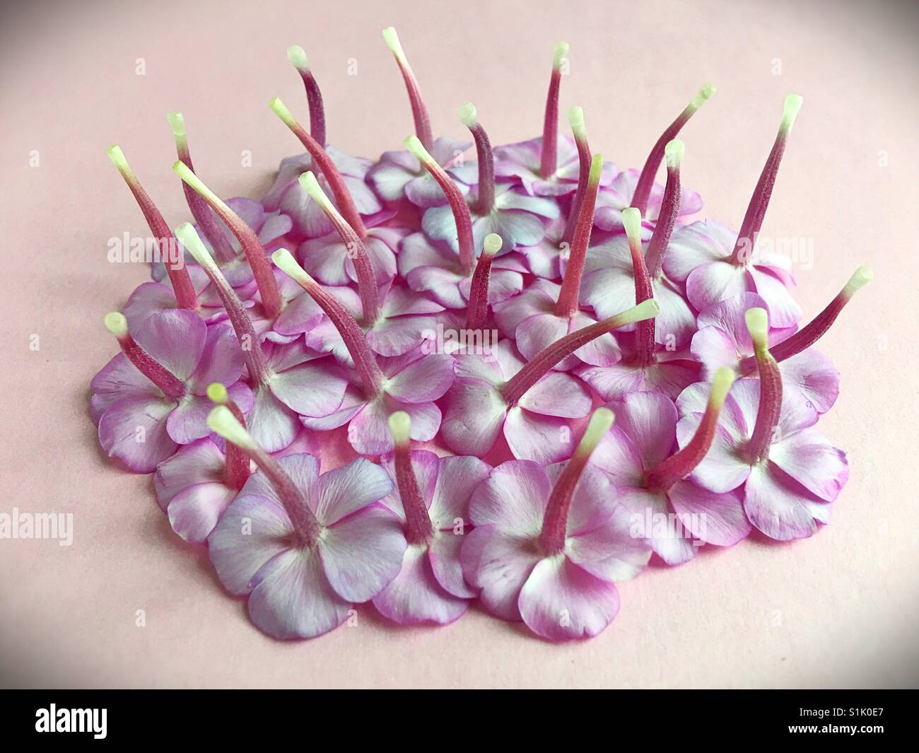 A pile of phlox flower blossoms, upside down. Stock Photo