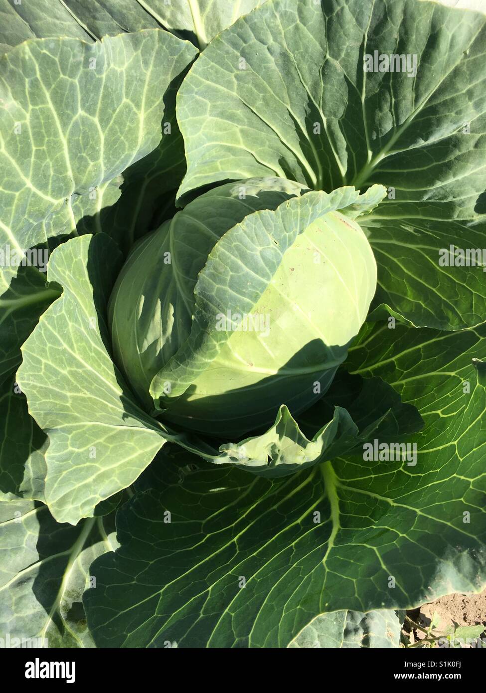 Closeup top angle view of cabbage plant in a farm Stock Photo