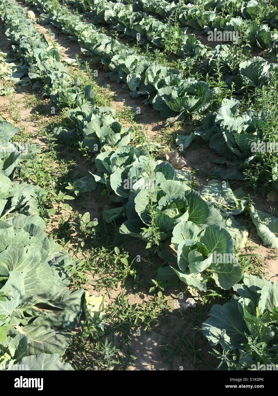 Cabbage farm Stock Photo