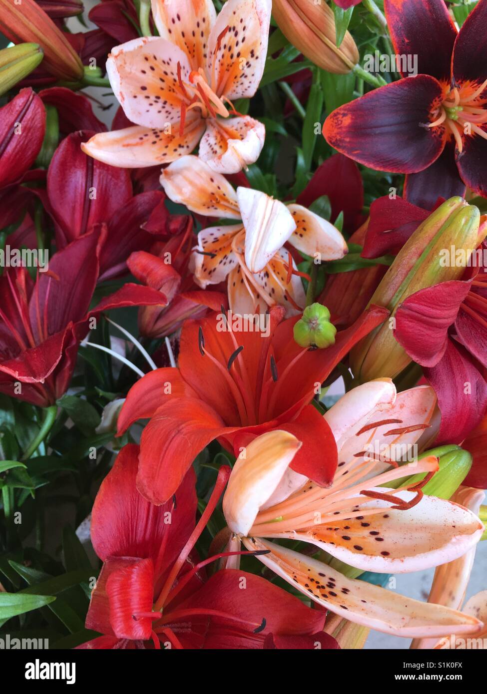 Top angle closeup view of various colours of lilies in a market Stock Photo