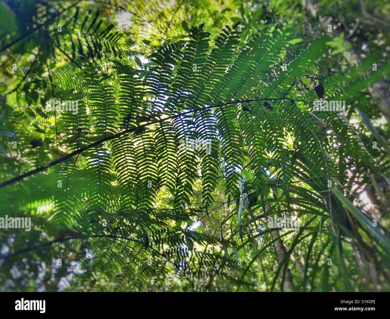 Looking through the rain forest canopy in Queensland, Australia. - Smartphone Captured Stock Image
