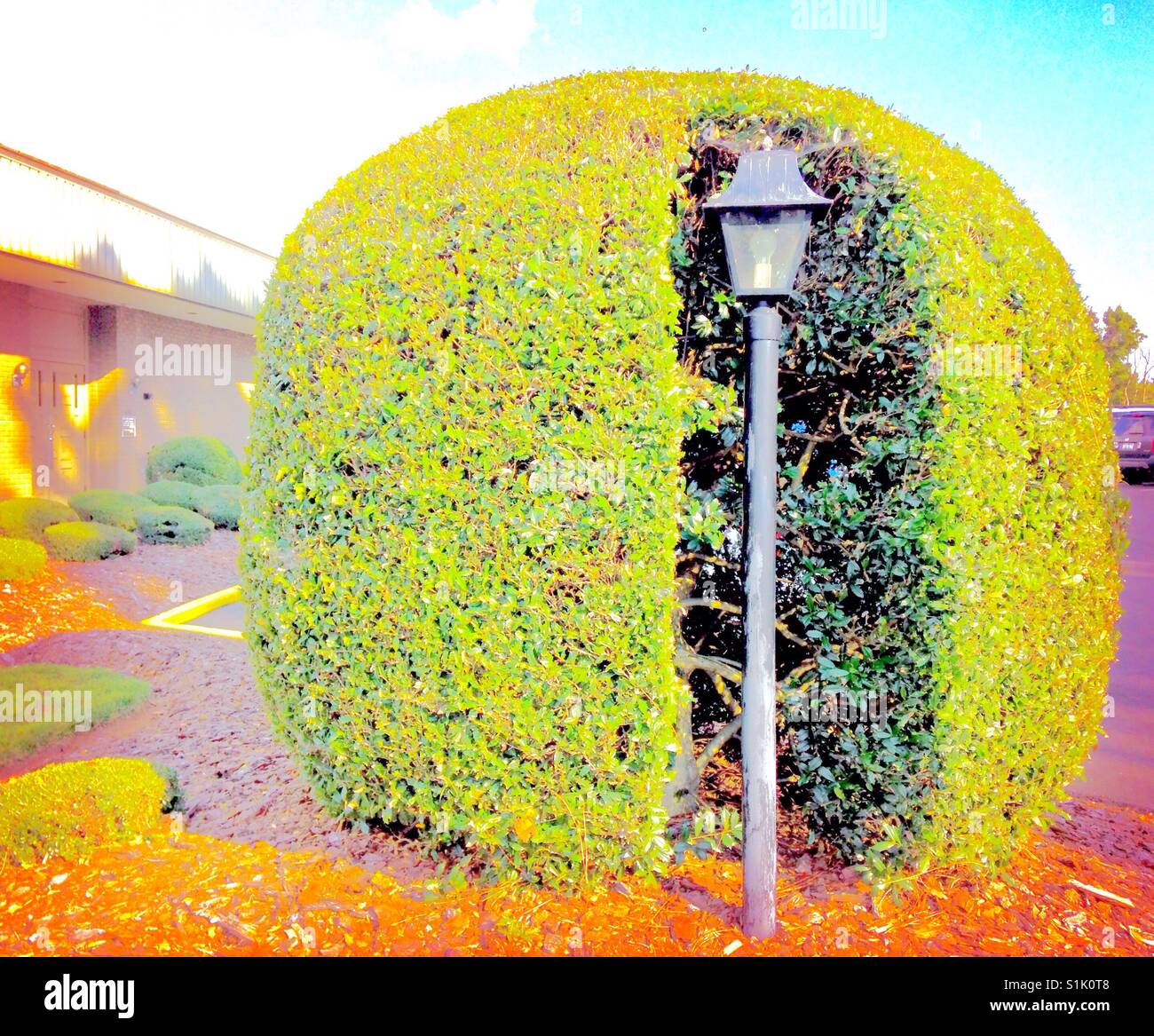 Lamppost inside carved out space in shrub at funeral home in North
