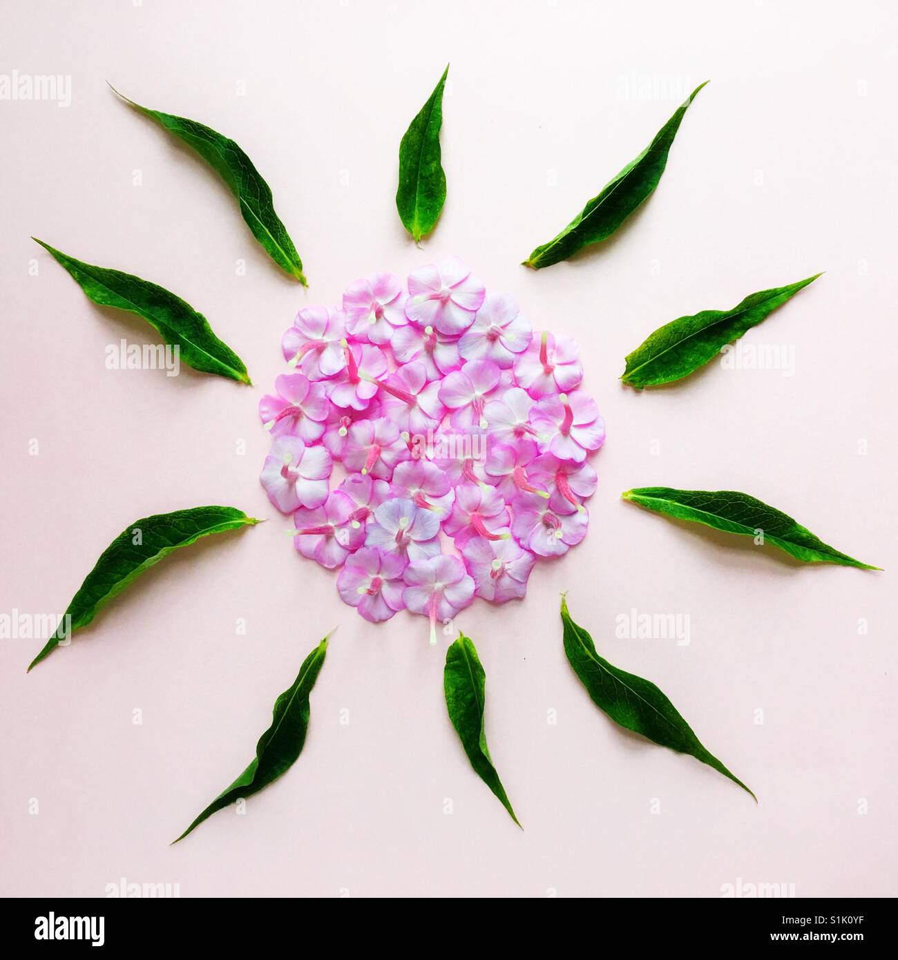 A pink phlox flower deconstructed and reimagined. Stock Photo