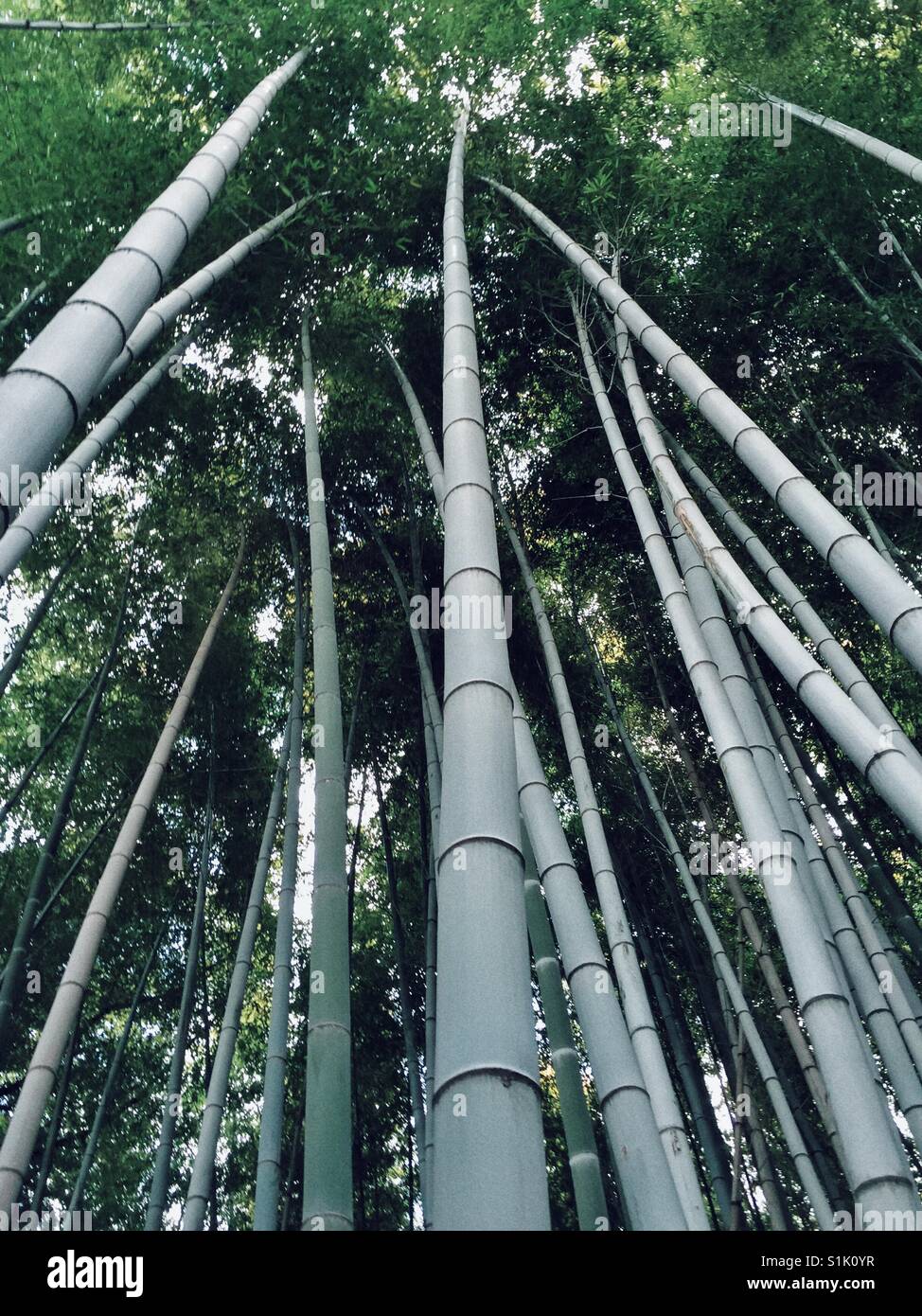 Mysterious bamboo forest in Kyoto Stock Photo