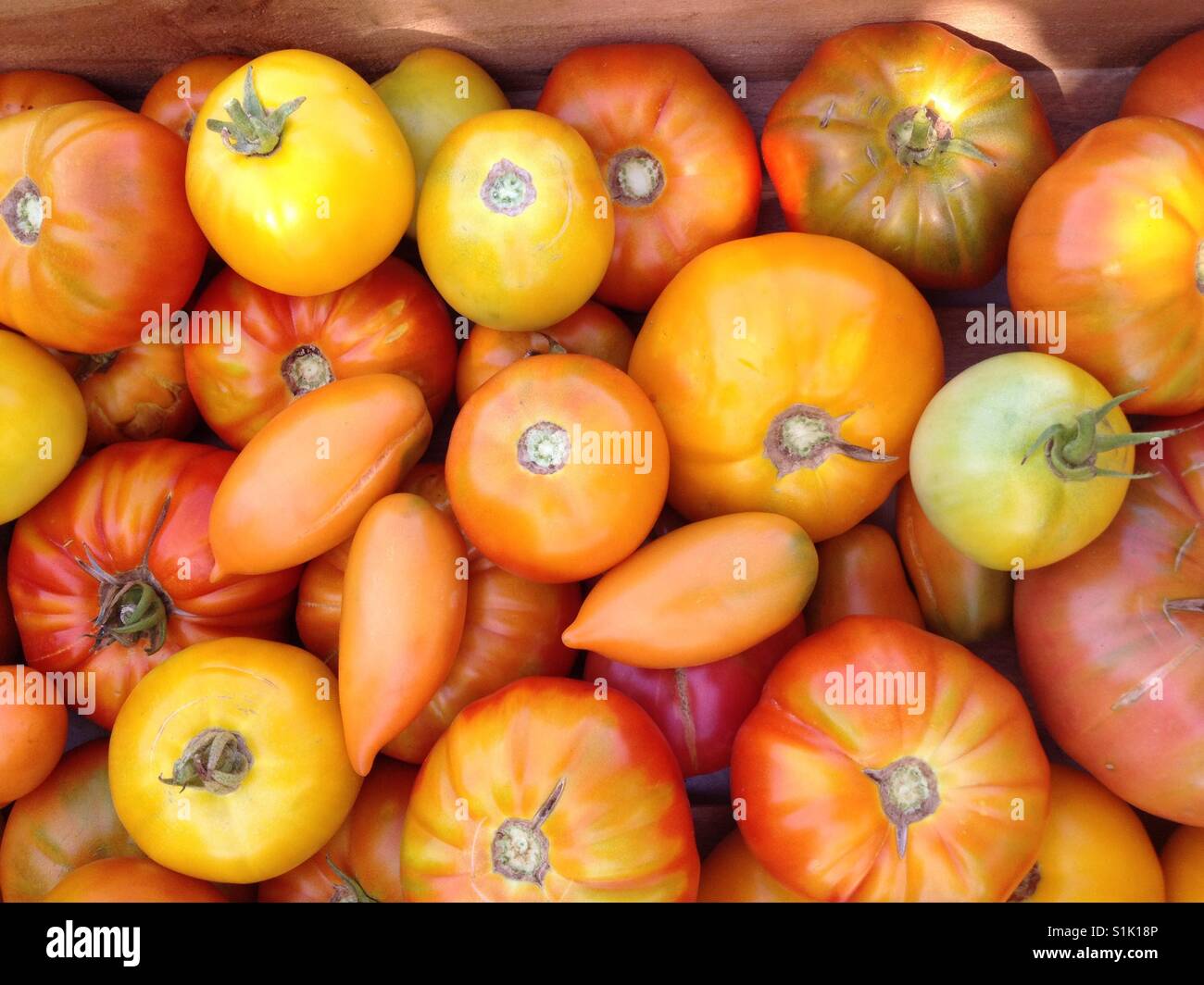 Tomatoes - Smartphone Captured Stock Image