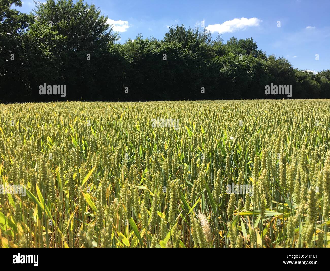Summer time field of wheat grain - Smartphone Captured Stock Image