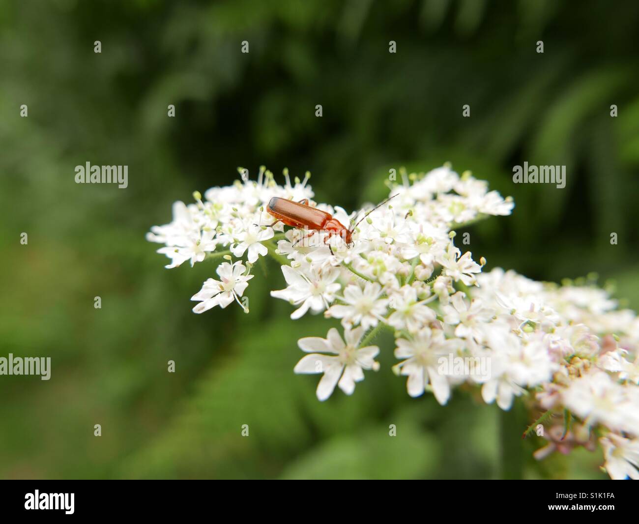 Red coloured beetle on white blossom - Smartphone Captured Stock Image