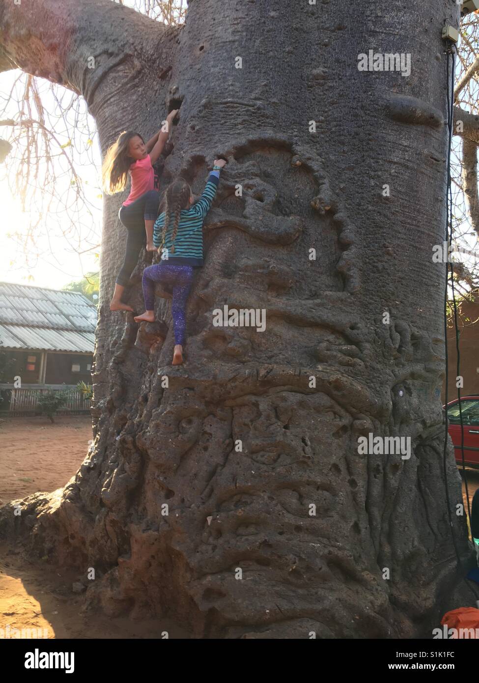 Children climbing a Baobab tree in the afternoon in Pemba, Mozambique, Africa Stock Photo