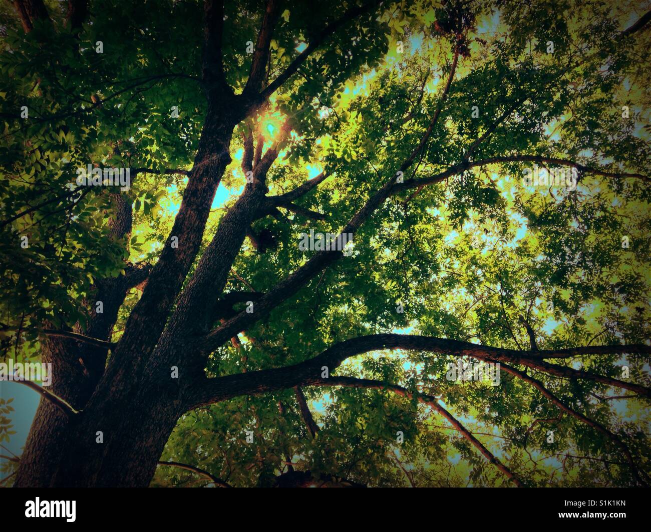 Canopy North Carolina Stock Photo Alamy