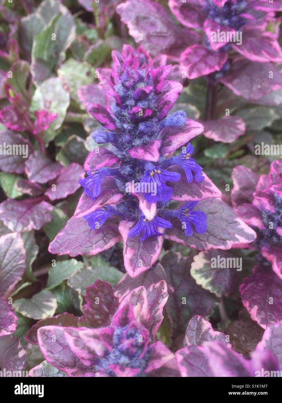 Trumpet weed hires stock photography and images Alamy