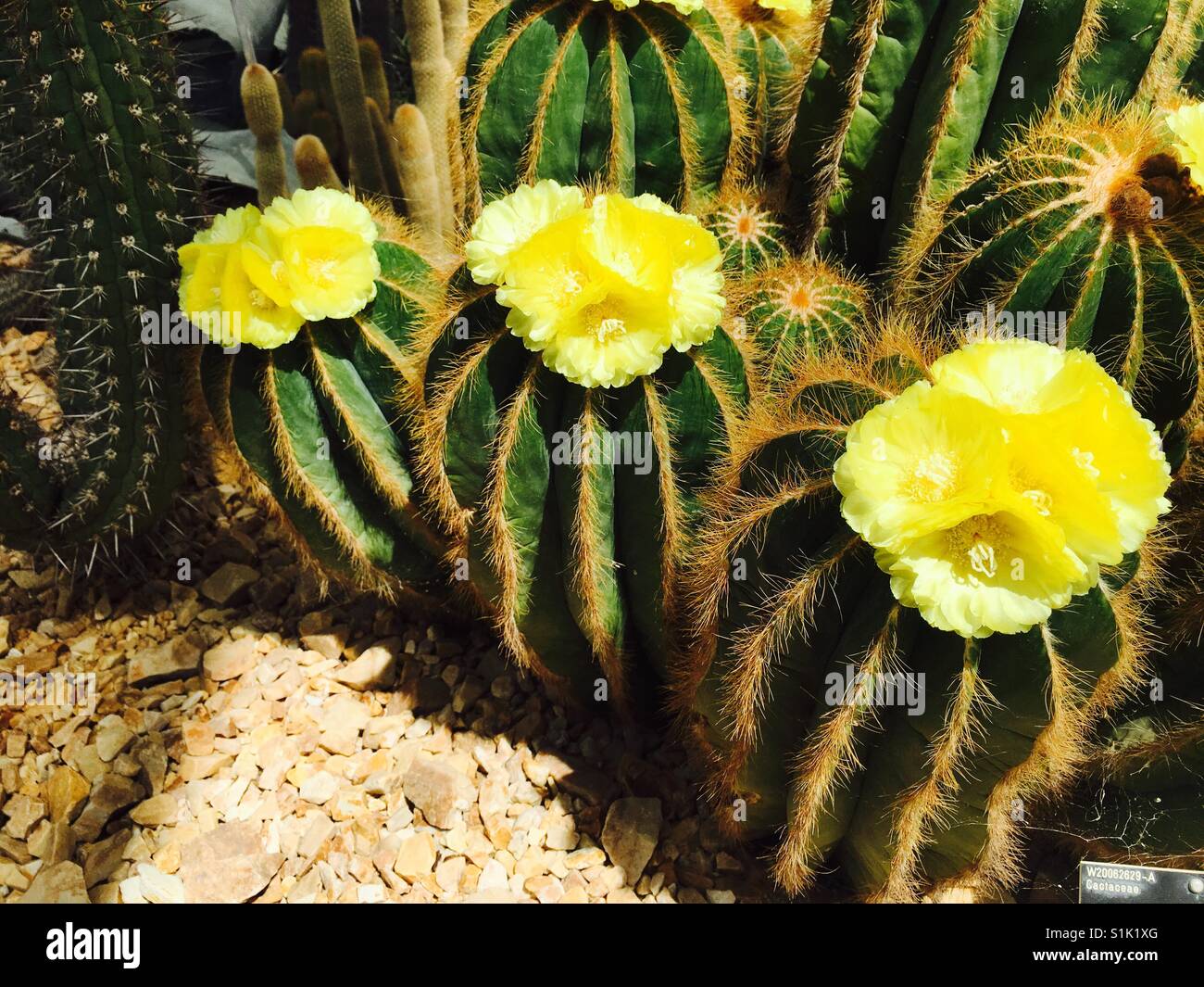 Cactus with yellow flowers hi-res stock photography and images - Alamy