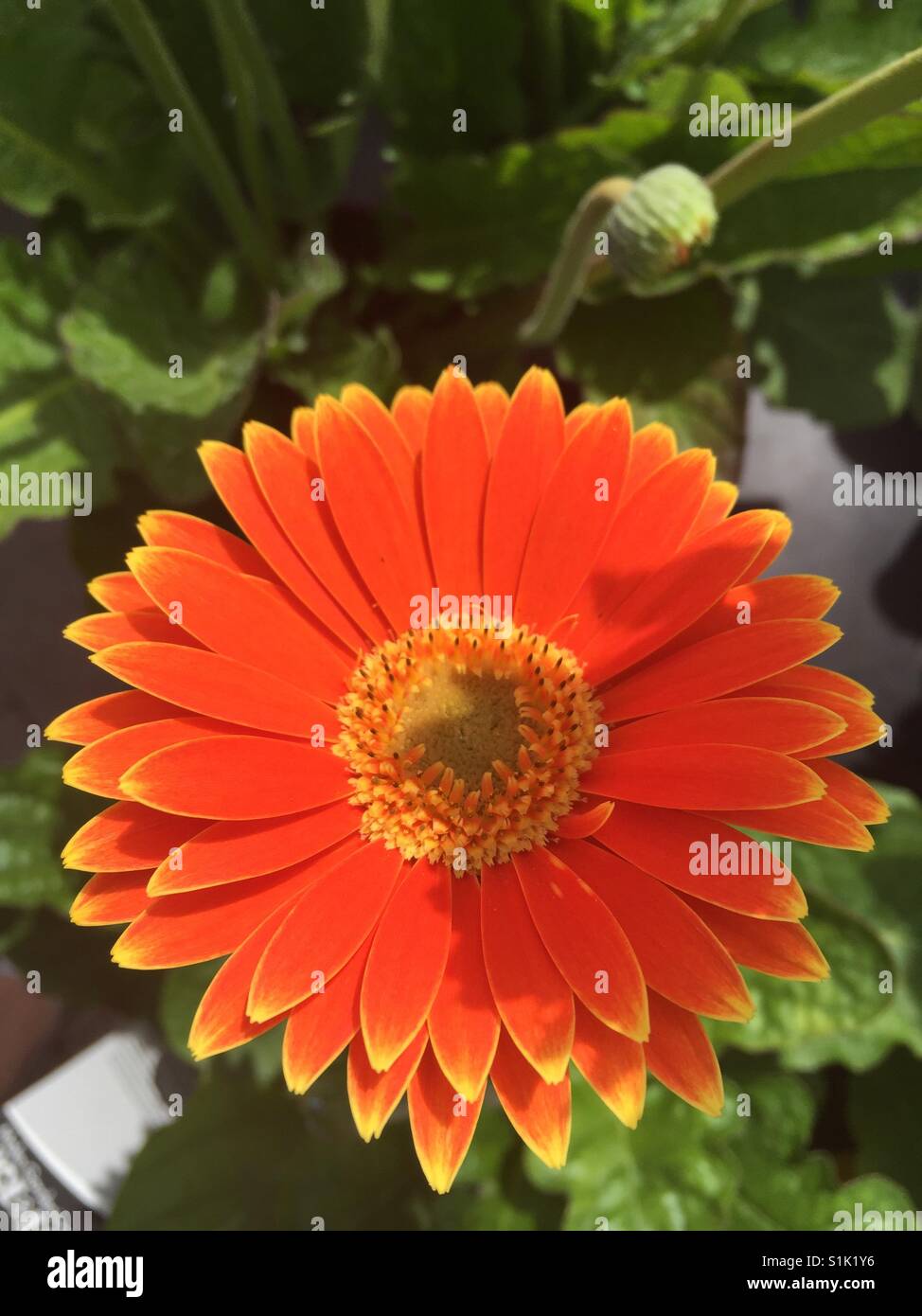 Gerbera, 'Garvinea Sweet Series' variety orange flower growing in Dublin Ireland - Smartphone Captured Stock Image