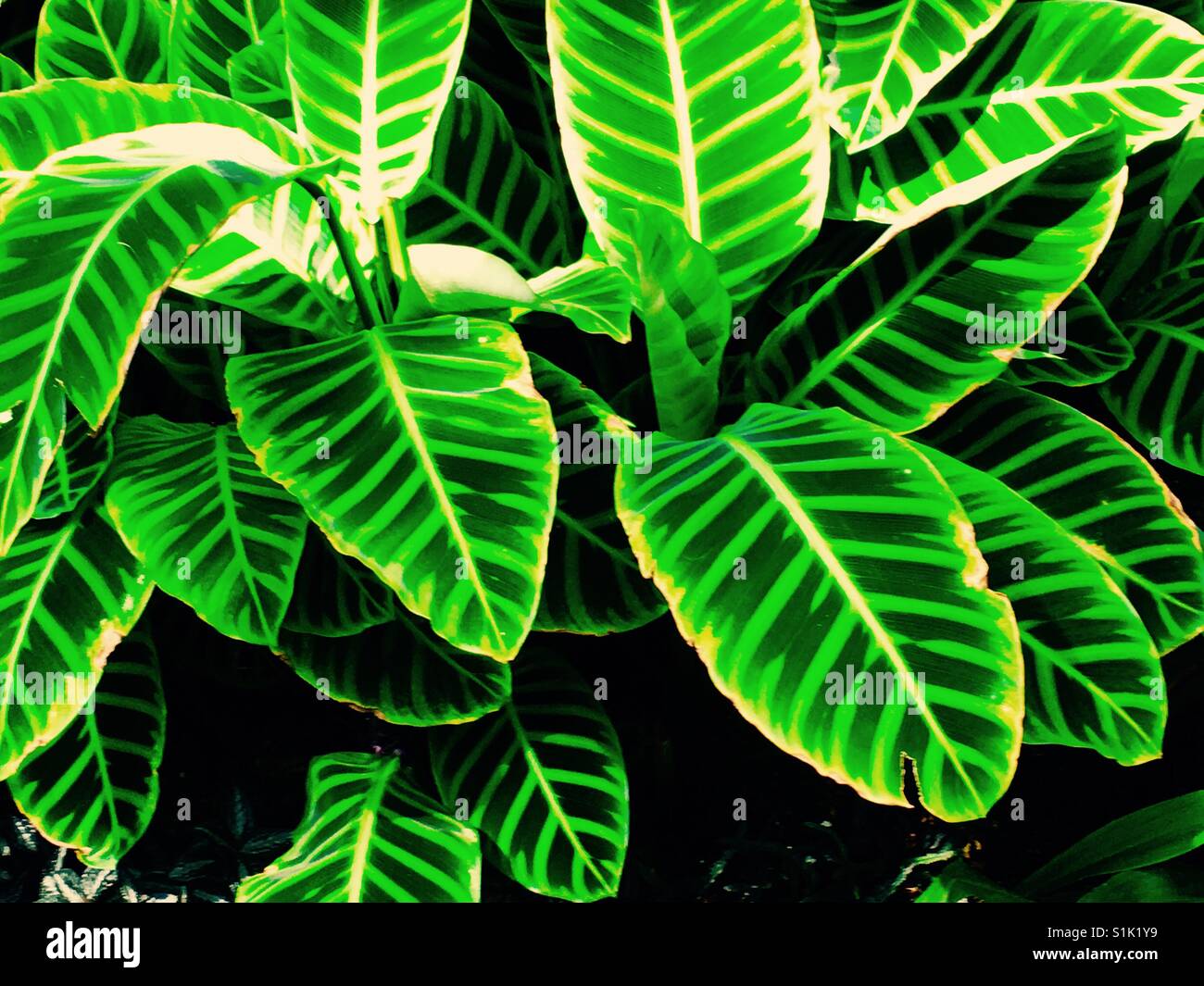 Green Foliage of stripy leaves - Smartphone Captured Stock Image