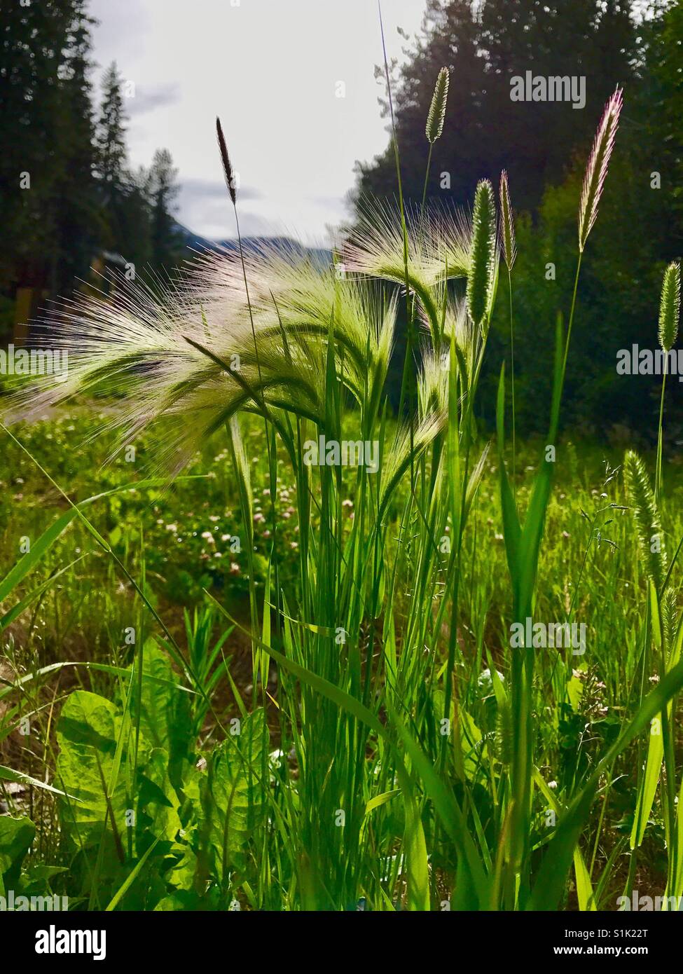 Beautiful Weeds High Resolution Stock Photography and Images - Alamy
