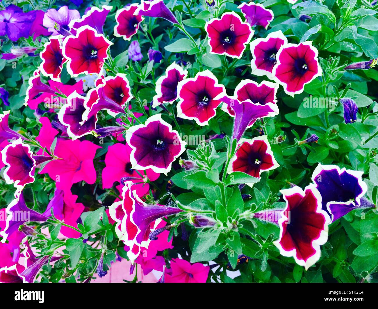 Can can picotee velvet petunia flowers against green leaves and violet flowers Stock Photo