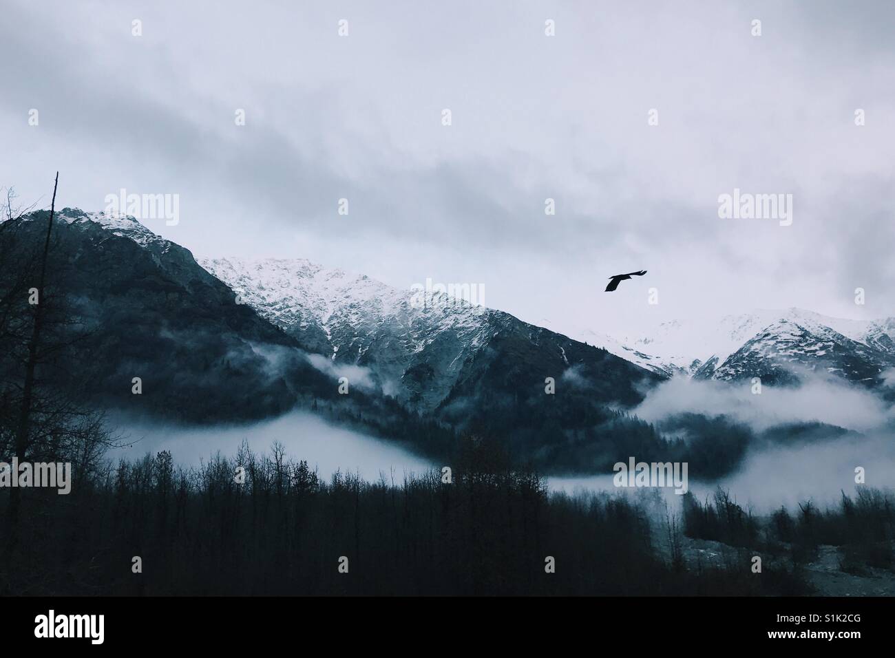 Fog rolls in as a crow glides by treacherous mountain terrain in Alaska. Stock Photo