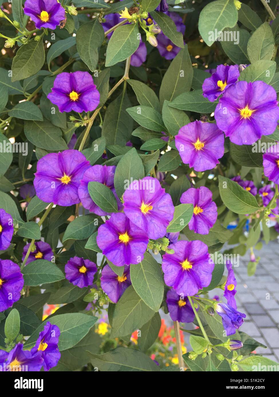 Star shaped violet petunia against green leaves - Smartphone Captured Stock Image