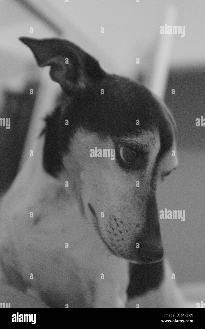 Sad dog Black and White Stock Photos & Images - Alamy