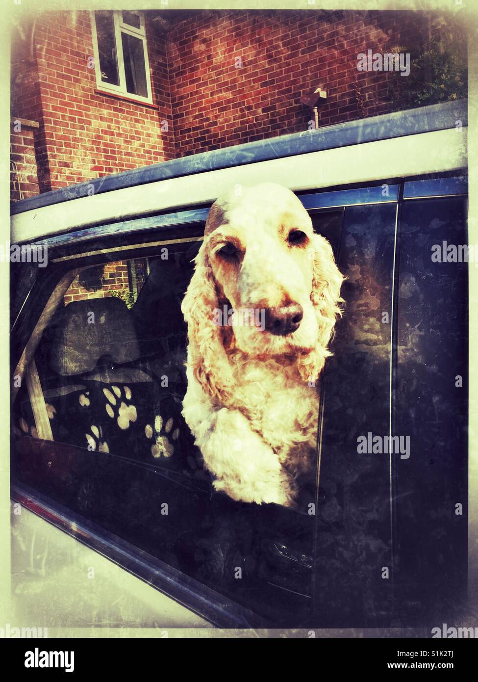 Spaniel hanging out of car window. Stock Photo