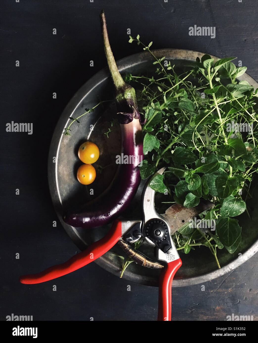 Vegetable garden harvest with clippers. - Smartphone Captured Stock Image