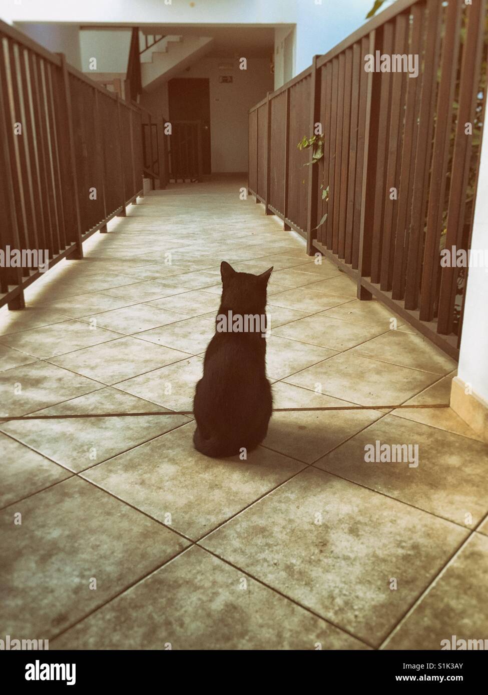 Black cat sitting with back to camera looking ahead - Smartphone Captured Stock Image