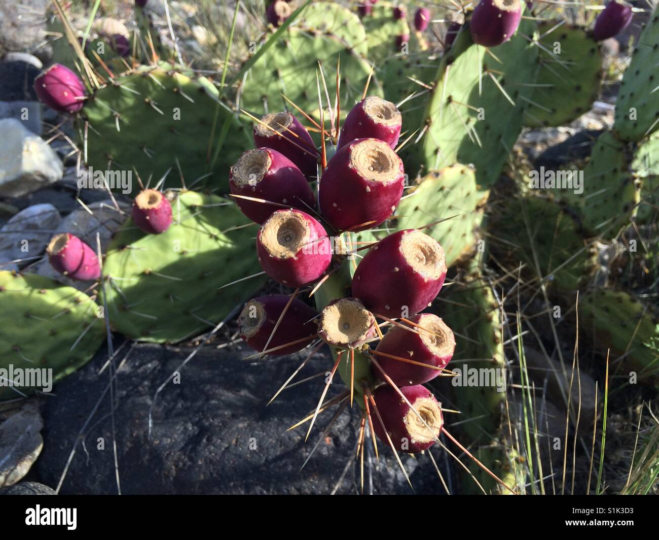 Prickly Pear cactus fruit, New Mexico, US Stock Photo